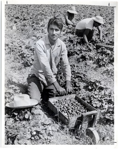 Mexican Nationals picking strawberries