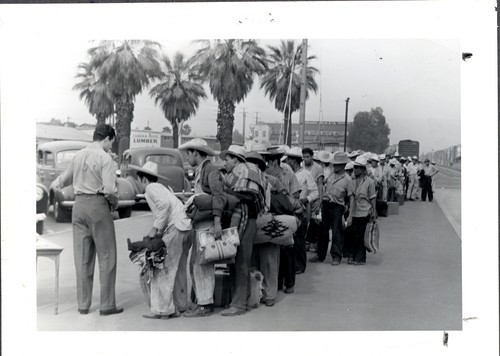 Mexican workers are assigned to pick oranges and lemons near Anaheim, Orange County