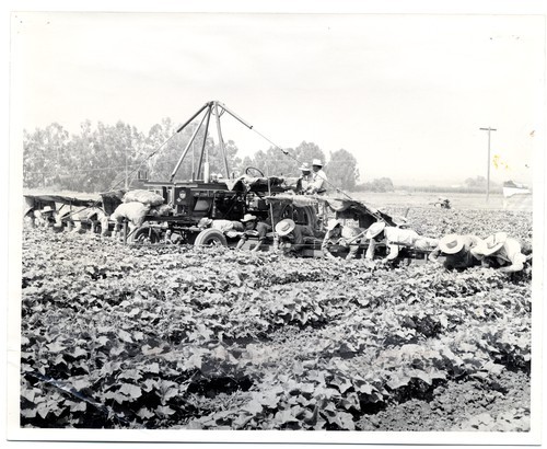 Machine harvest of cucumbers