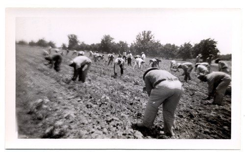 Hoeing tomatoes, Brentwood