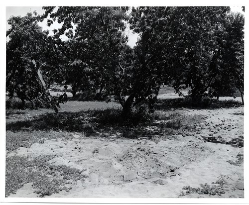 Peach orchard damage