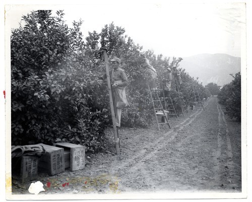 Lemon grove, Santa Paula