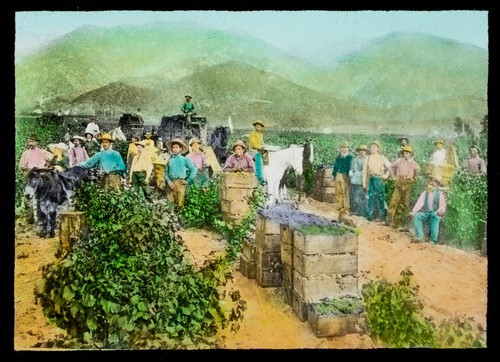 Winegrowers Corporation: Workers in vineyard