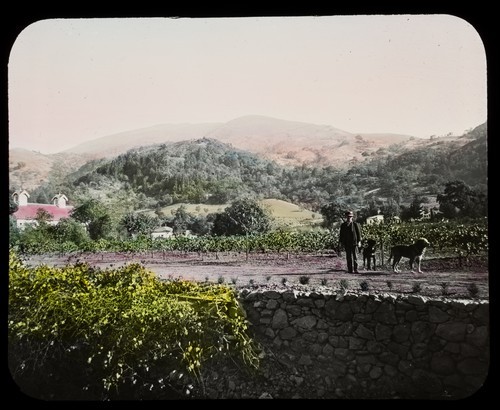 Inglenook Vineyard, Rutherford, Napa County: Vineyard and Carriage House