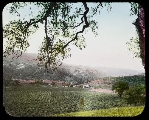 Inglenook Vineyard, Rutherford, Napa County: Looking West