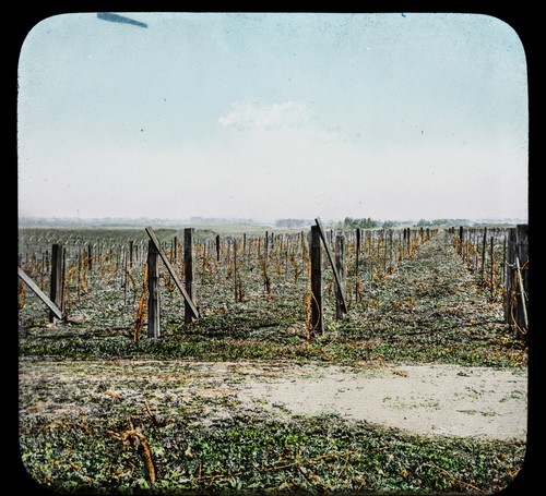 Methods Used by Wine Makers Before Prohibition: High Stake Training after Pruning