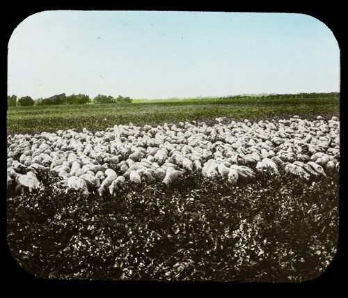 Methods Used by Wine Makers Before Prohibition: Sheep Destroy Thrip Larvae