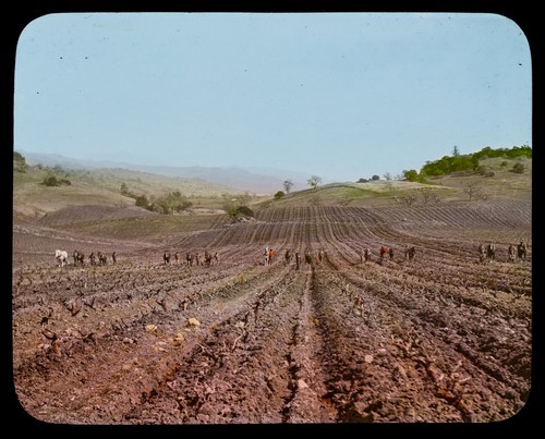 Sonoma County: Vinyard Cultiviation at Ati