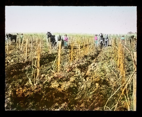 Methods Used by Wine Makers Before Prohibition: Cultivation Horse Teams