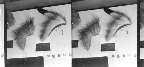 Hair Roaches - Field Museum, Chicago, Ill. [Plaque reads: HAIR ROACHES. The roach to the right has a carved bone spreader in which is fastened an eagle feather. The privilege of wearing a hair roach had to be won in battle.]