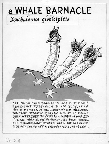 Whale barnacle: Xenobalanus globicipitis (illustration from "The Ocean World")