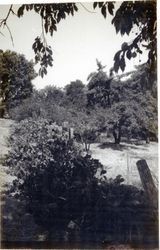 Gold Ridge Farm, 7777 Bodega Avenue, Sebastopol, California, 1979 or 1980