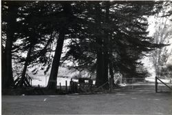 Cypress and eucalyptus trees, First and B streets, Duncans Mills, 1979 or 1980
