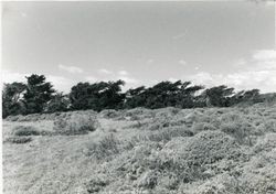 Cypress windbreak on the Del Mar town site, Highway 1 and Del Mar Point Road, Sea Ranch, California, 1979 or 1980