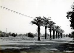 Palm trees, Sebastopol Avenue & Morris Street, Sebastopol, California, 1979 or 1980