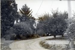 Hallberg House, 8687 Oak Grove Avenue, Graton, California, 1979 or 1980