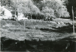 Plantation, 34285 Kruse Ranch Road, Cazadero, California, 1979 or 1980