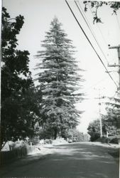 Redwood trees along Washington Avenue, Sebastopol, California, 1979 or 1980