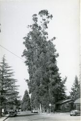 Eucalyptus windbreak on Golden Ridge Avenue, Sebastopol, California, 1979 or 1980