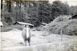 Ocean Cove cottages, 23125 Highway 1, Jenner, California, 1979 or 1980