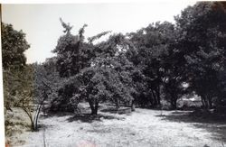 Gold Ridge Farm, 7777 Bodega Avenue, Sebastopol, California, 1979 or 1980