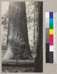 The south face of the flat-iron tree in the Metropolitan Company's tract on Bull Creek Flat. The tree is 6 ft. across at this point as compared to 3 ft. wide between the narrow and broad points of the flat-iron cross section. The man is Tom Gill, forester for the C. L. Pack Forestry Trust. E.F. June 1931