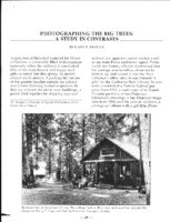 Photographing the big trees: a study in contrasts
