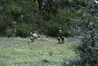 Oaxaca, goats in field, 1982 or 1985