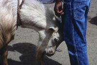 Oaxaca, goats, 1982 or 1985