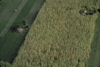 Oaxaca, aerial view of crops, 1982 or 1985