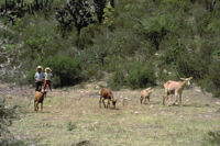 Oaxaca, distance view of boys and farm animals, 1982 or 1985