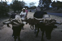 Oaxaca, pair of oxen on yoke, 1982 or 1985