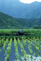 Oaxaca, man riding tractor in cropfields, 1982 or 1985