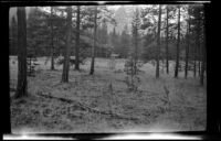 Elk standing by the roadside, viewed at a distance, Banff National Park, 1947