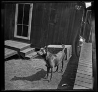 Dog in the military base at the Presidio, San Francisco, 1898