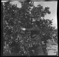 Ellen Lorene (Pinkie) Lemberger picks an orange from a tree, Crafton, 1901