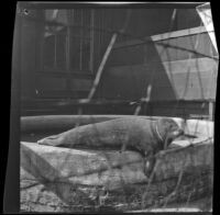 A captive seal lounges in its enclosure near the bathhouse, Santa Monica, 1901