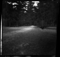 View of a path through woods from the 17-Mile Drive, Monterey, about 1898