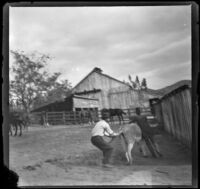 Two men try to capture a donkey, Glendale, 1898