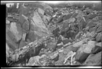 Cleo Swain, Charlie Stavnow and Glen Roy on the trail going up from Gardner Creek to the divide from Charlotte Lake, about 1919