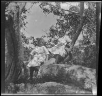 Frances West and Elizabeth West sit on a tree in Chatsworth Park, Los Angeles, circa 1915