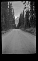 Parsons road passing through the trees, Field en route, 1947