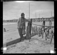 H. H. West standing beside the fish he caught, Newport Beach, 1914