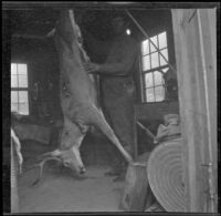 Chet Edgell poses while skinning a deer shot by H. H. West, Independence vicinity, 1916