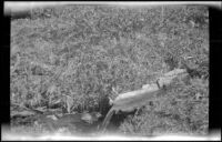 Spring close to the camp of H. H. West and friends near Gardner Creek, about 1919