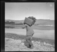 Keeper Jesse Shanklin carrying a box of ducks to the clubhouse, Gorman vicinity, circa 1910s