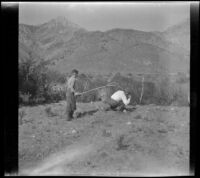 H. H. West Jr. and William Shaw hunting for grasshoppers, Inyo County vicinity, about 1930