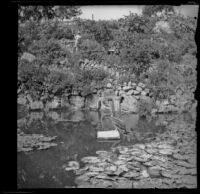 Pelican perched on a rock in MacArthur (Westlake) Park, Los Angeles, about 1898