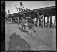 Fishermen carry a porpoise towards the wharf, Newport Beach, 1899