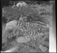 Limit of trout taken from McGee Creek one morning, Mammoth Lakes vicinity, 1915